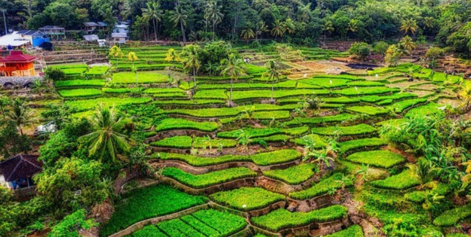 Sejarah Asal Usul Mengenal Suku Osing Banyuwangi